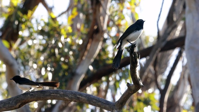 Willie-wagtail - ML646434420