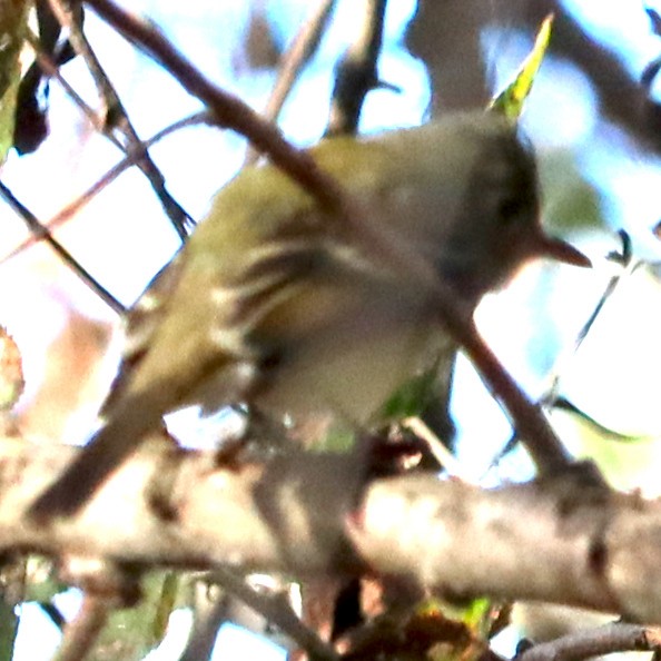 Western Flycatcher (Pacific-slope) - ML646434421