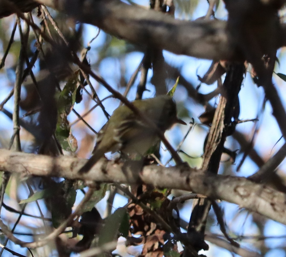 Western Flycatcher (Pacific-slope) - ML646434422