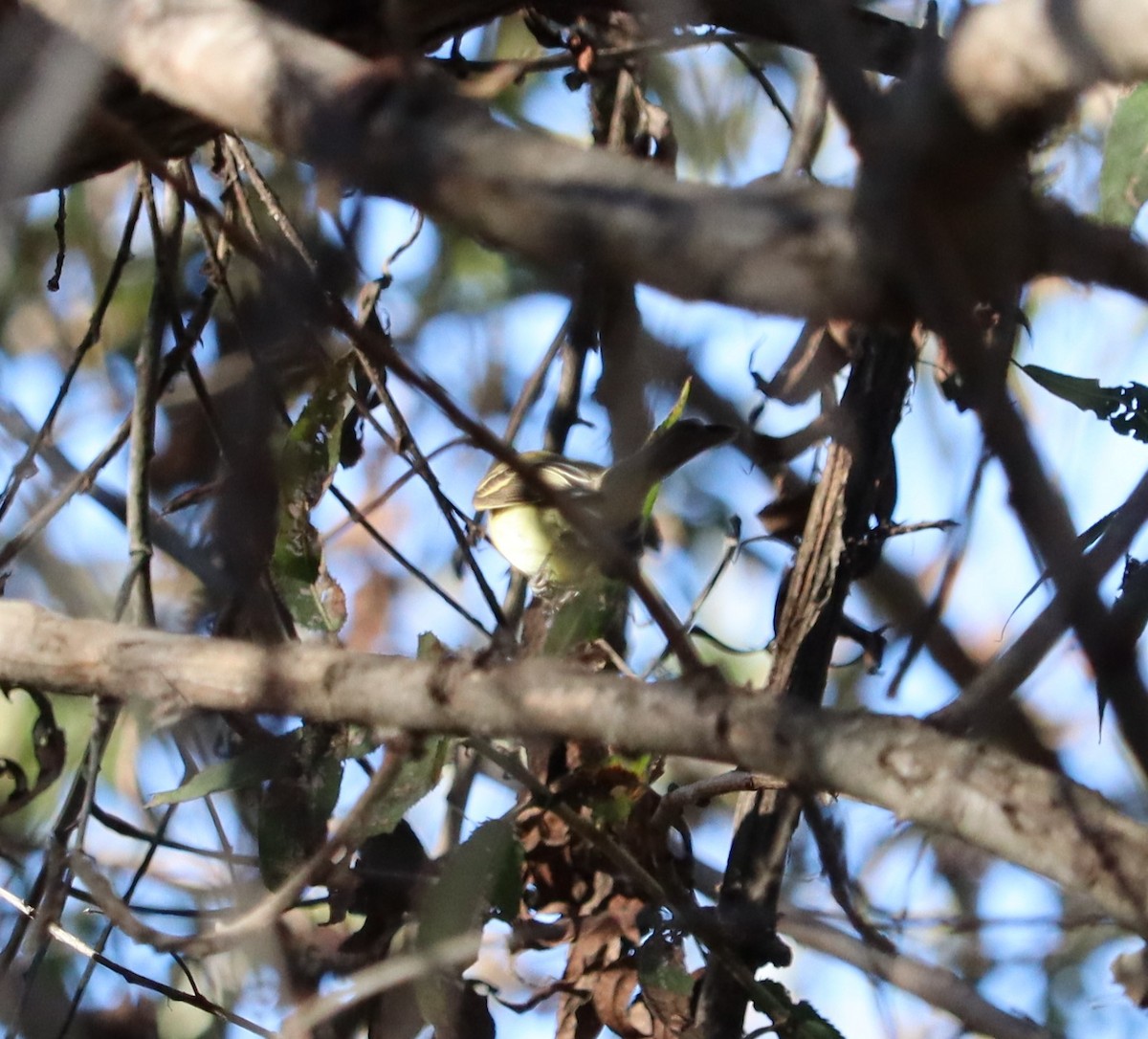 Western Flycatcher (Pacific-slope) - ML646434423