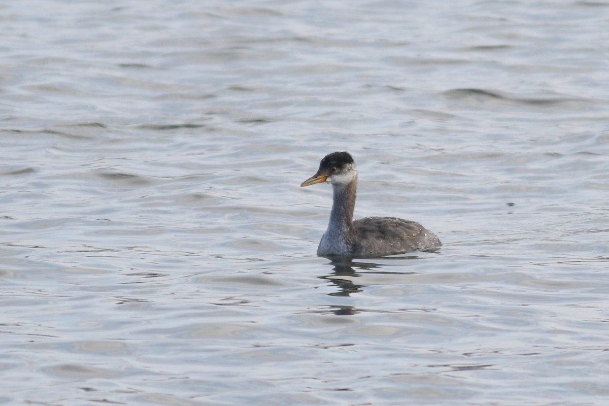 טבלן אפור-לחיים - ML646434427