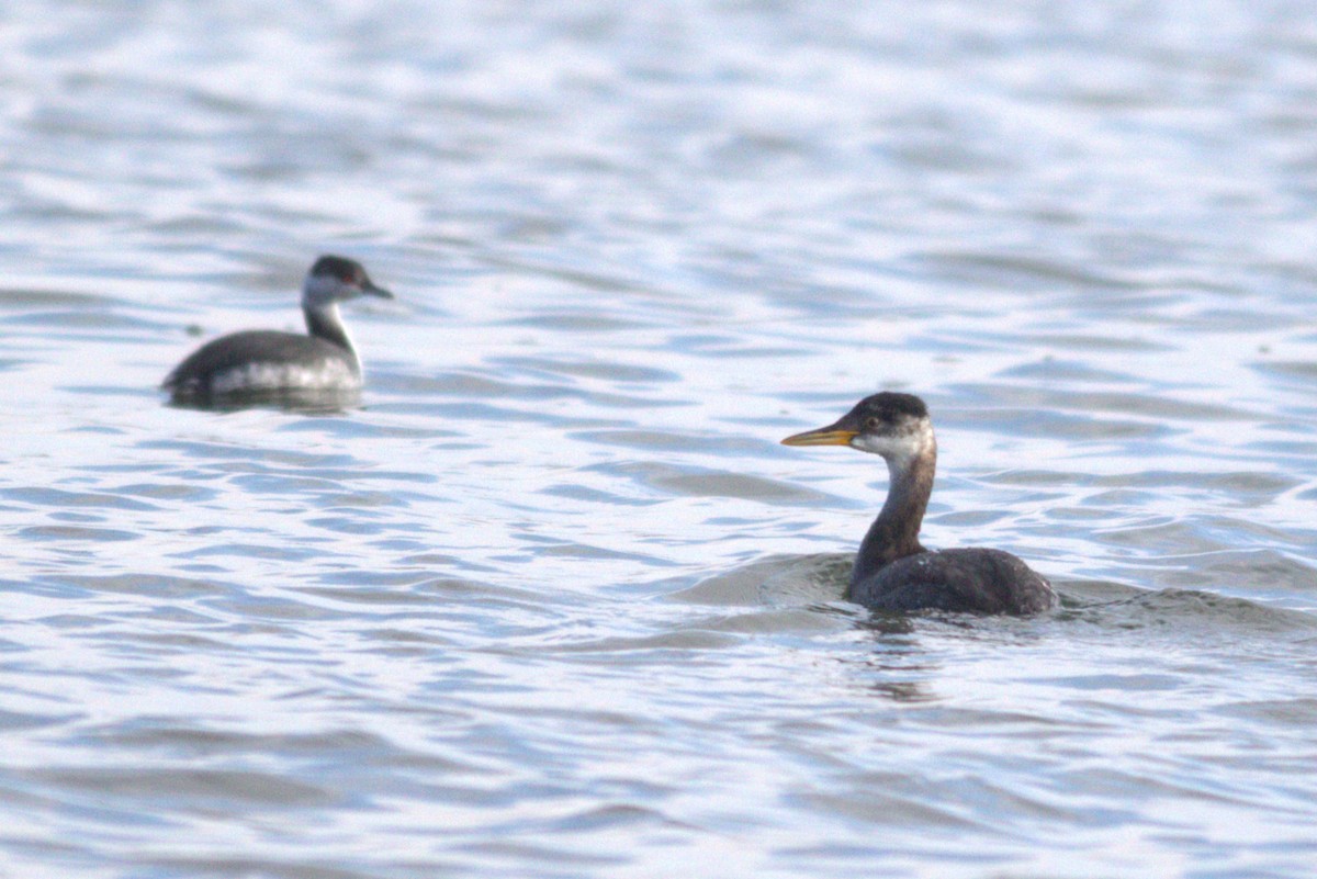 טבלן אפור-לחיים - ML646434428