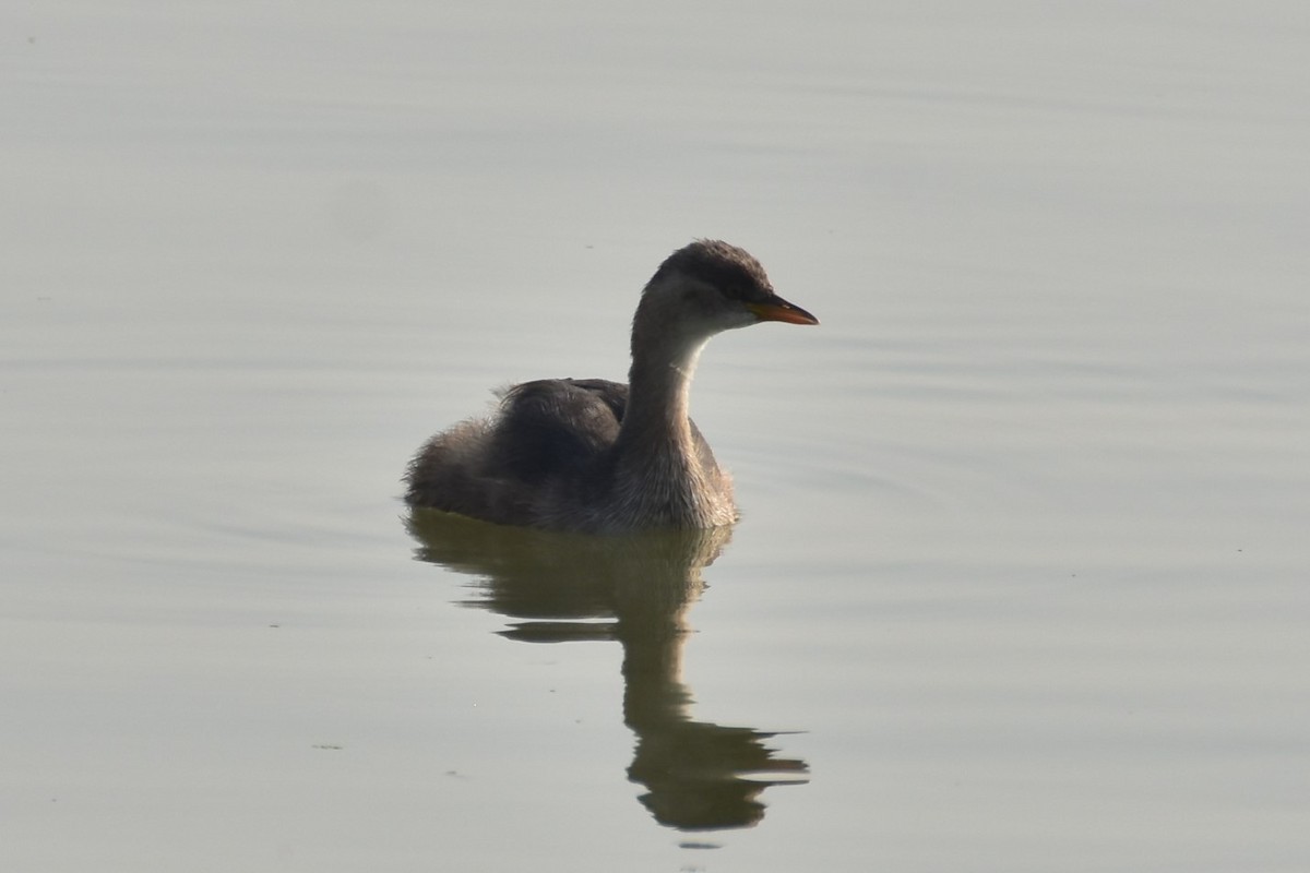 טבלן גמדי - ML646434429