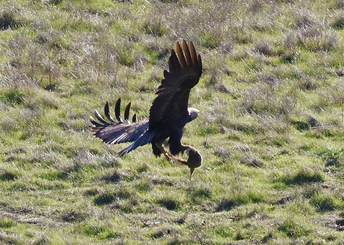 עיט זהוב - ML646434430