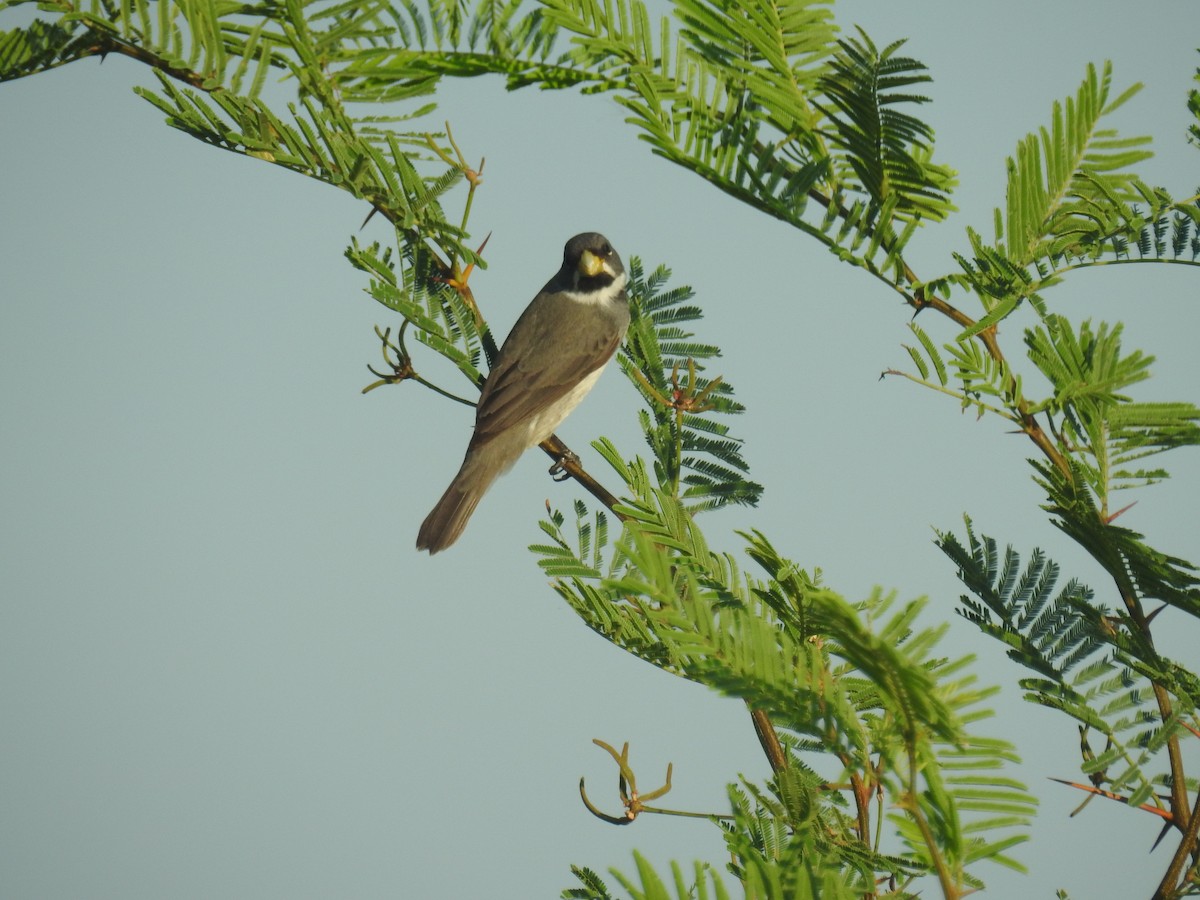 Double-collared Seedeater - ML646434431
