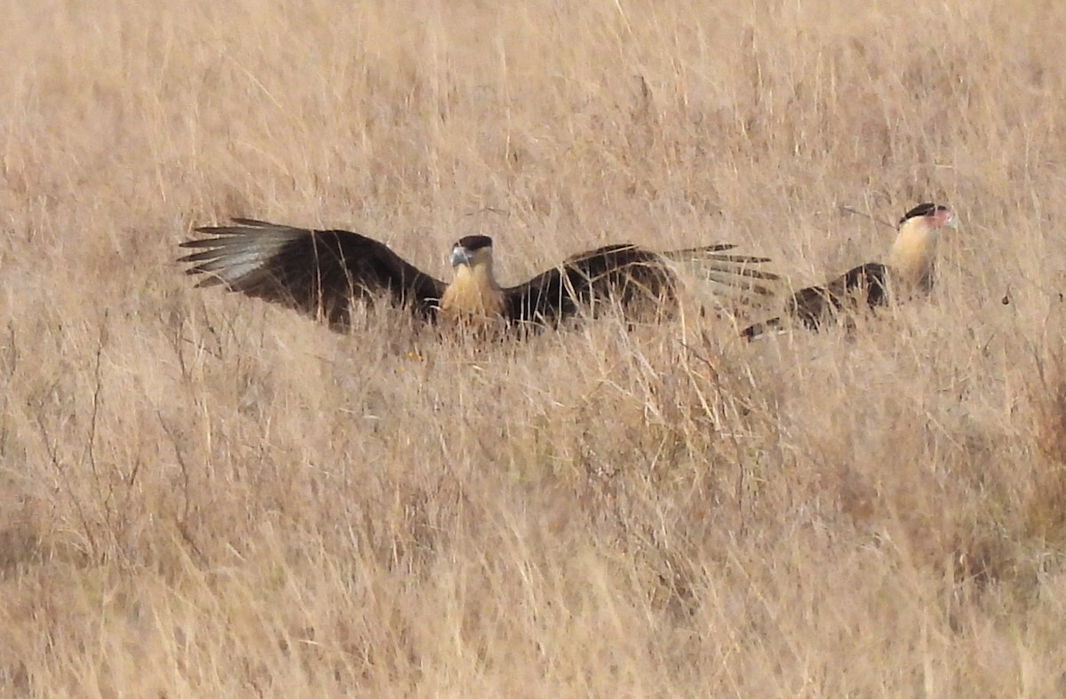 Crested Caracara - ML646434434