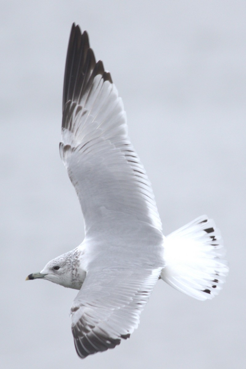 שחף עקוד-מקור - ML646434435