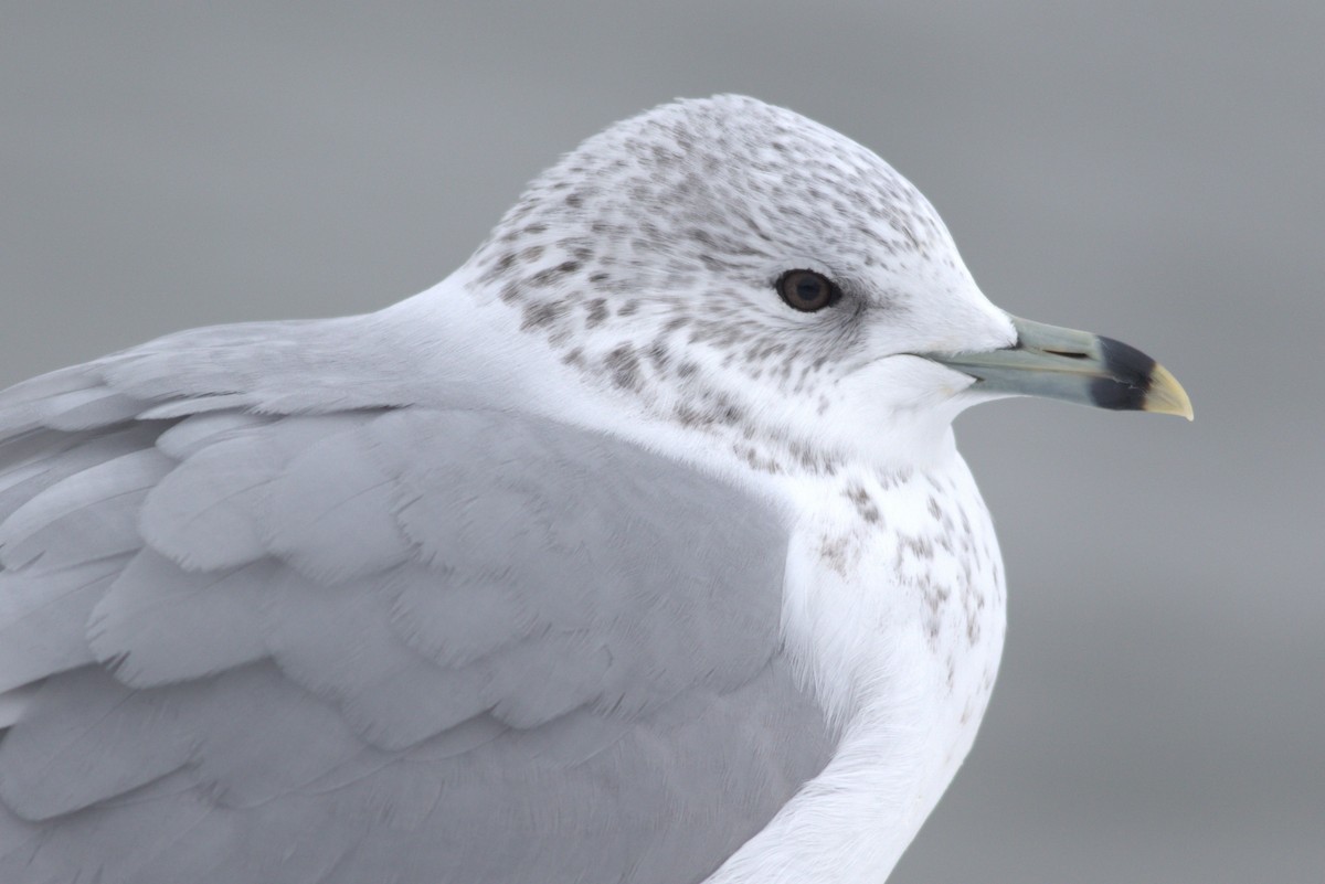 שחף עקוד-מקור - ML646434436