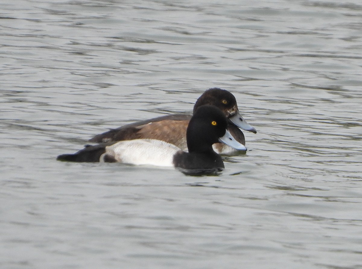 polák kaholka - ML646434437