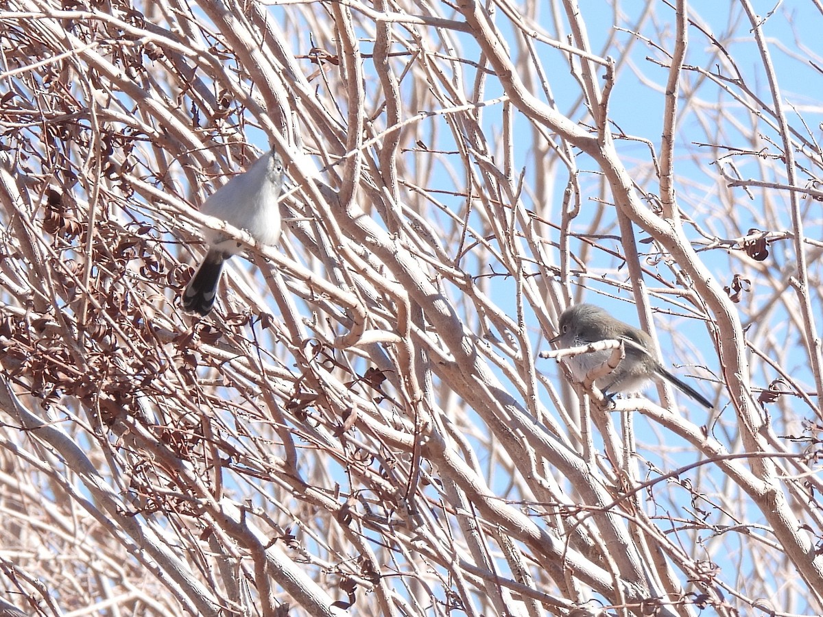 Black-tailed Gnatcatcher - ML646434438