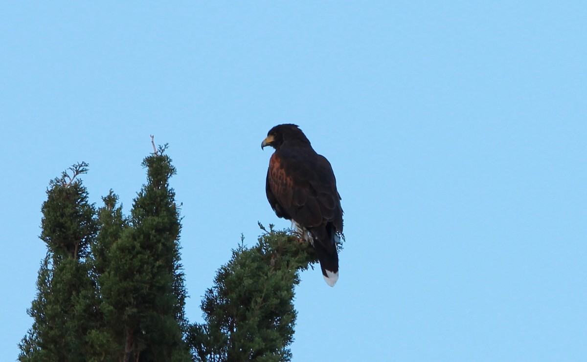 Harris's Hawk - ML646434440