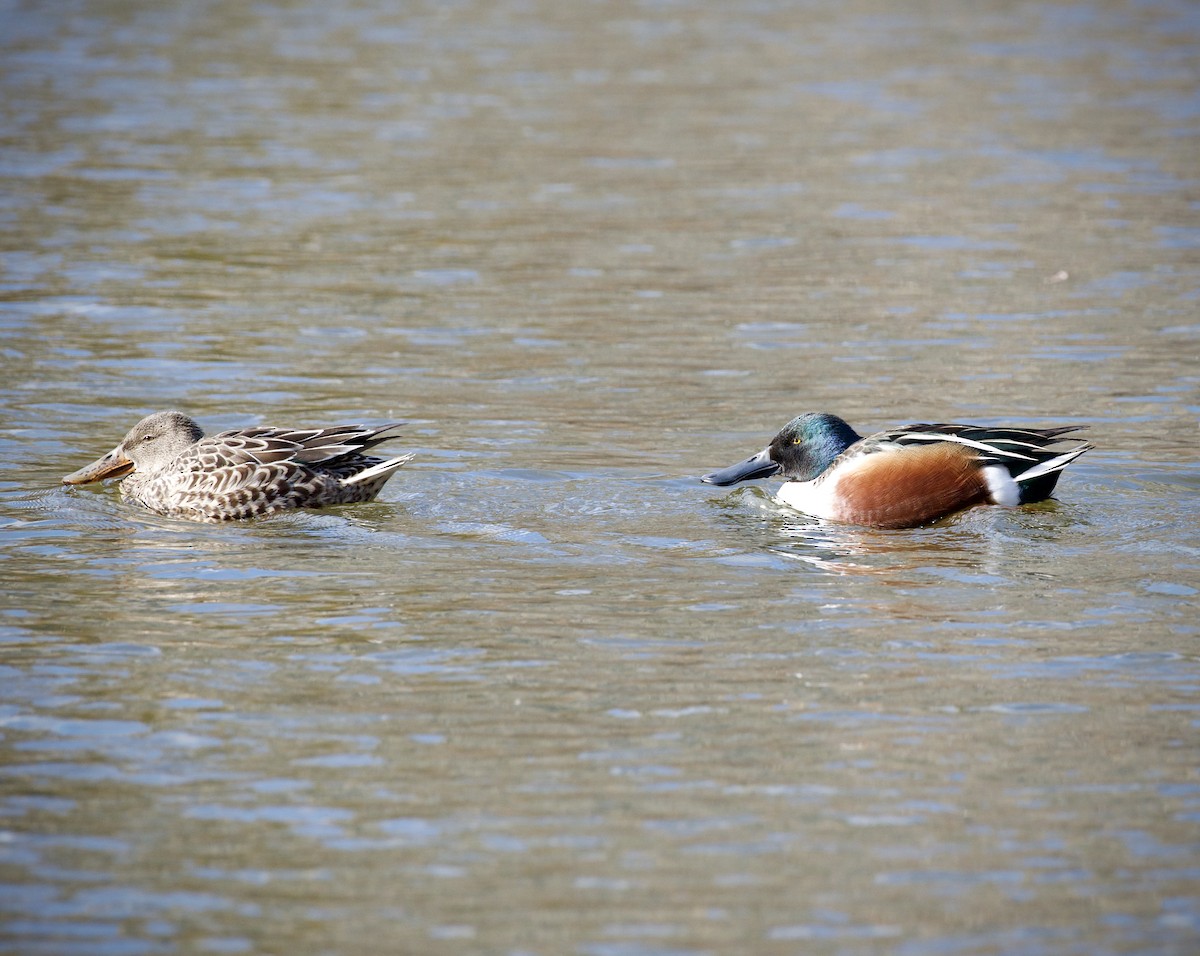 Mestolone - ML646434441