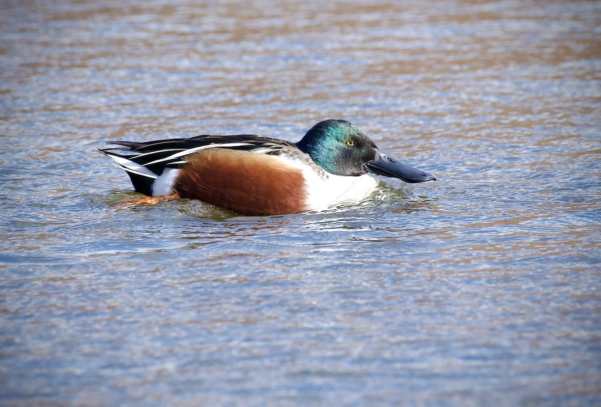 Mestolone - ML646434442