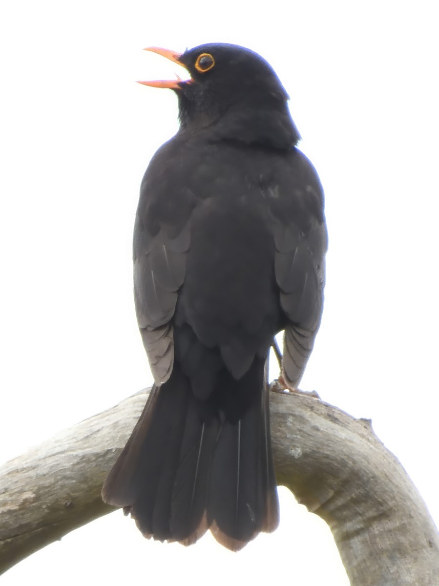 Eurasian Blackbird - ML646434444