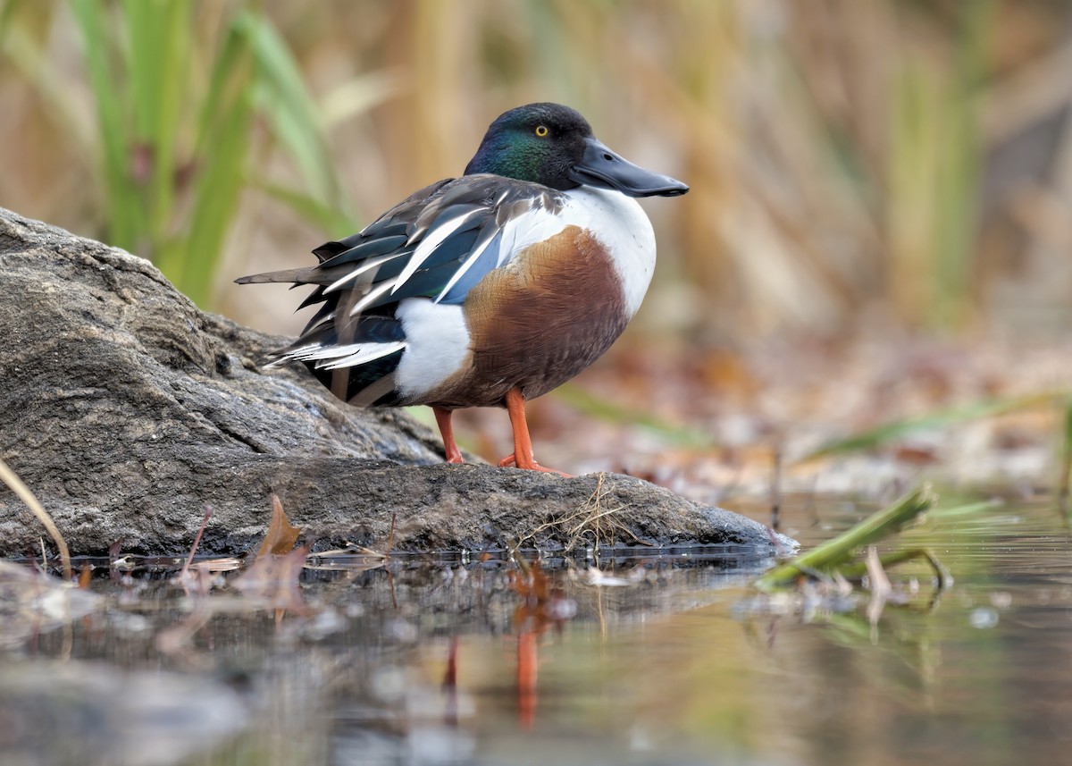 Northern Shoveler - ML646434445