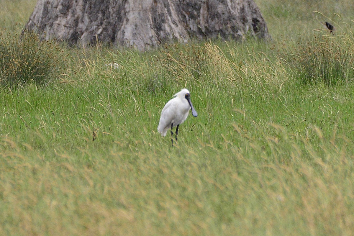 Косар королівський - ML646434446