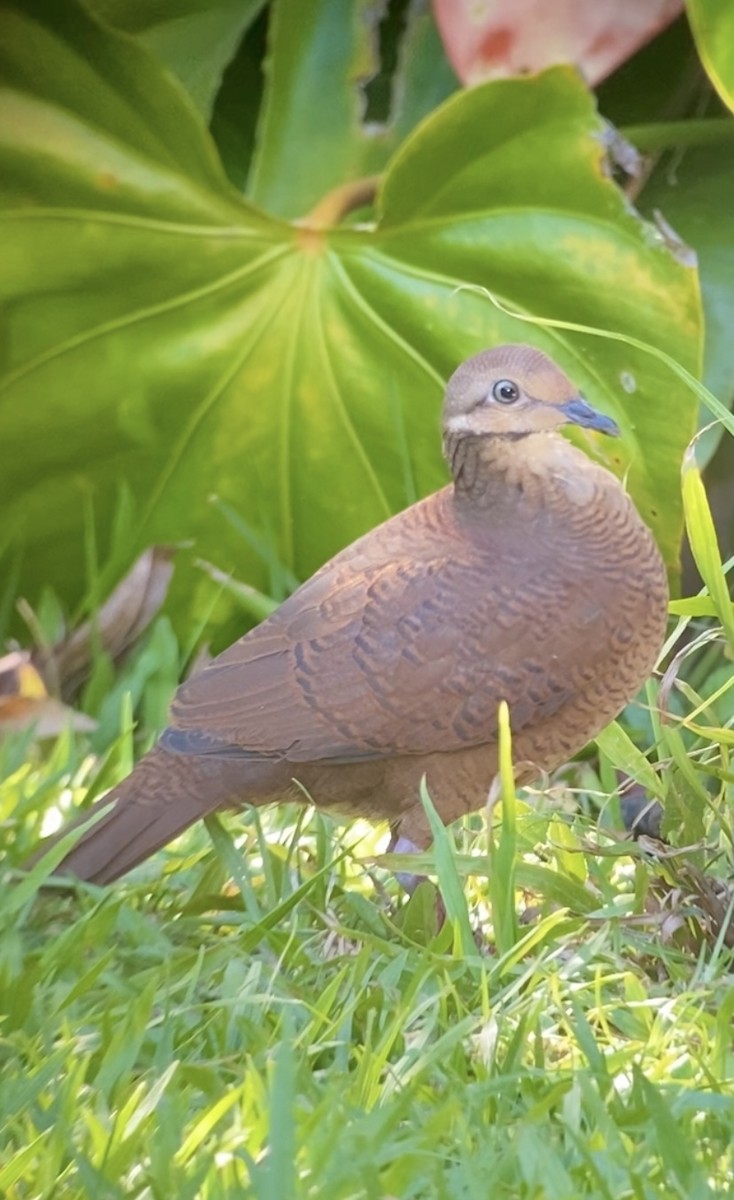 Ruddy Quail-Dove - ML646434447