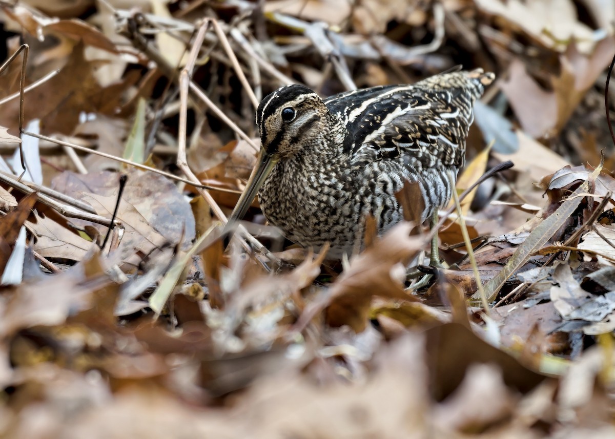 Wilson's Snipe - ML646434450