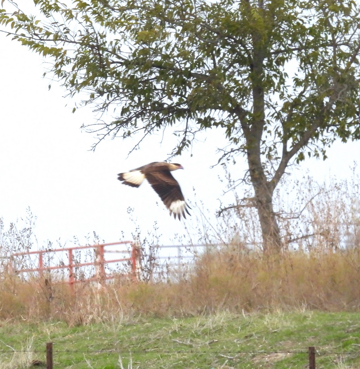 Crested Caracara - ML646434452