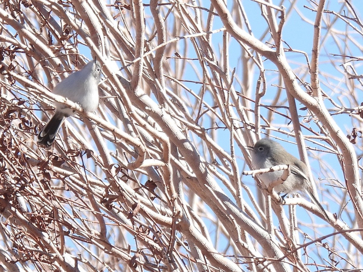 Black-tailed Gnatcatcher - ML646434457
