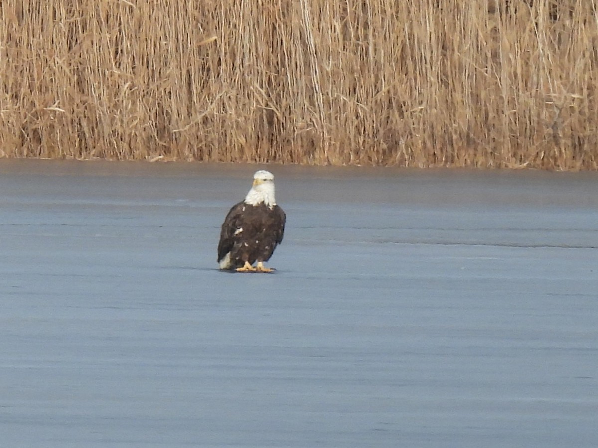 Pygargue à tête blanche - ML646434460