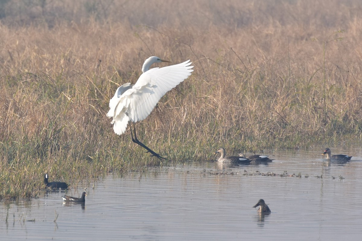 Koartza zuria - ML646434461