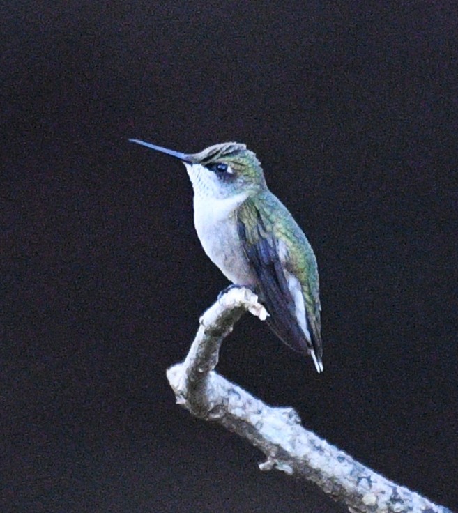 Ruby-throated Hummingbird - ML646434462