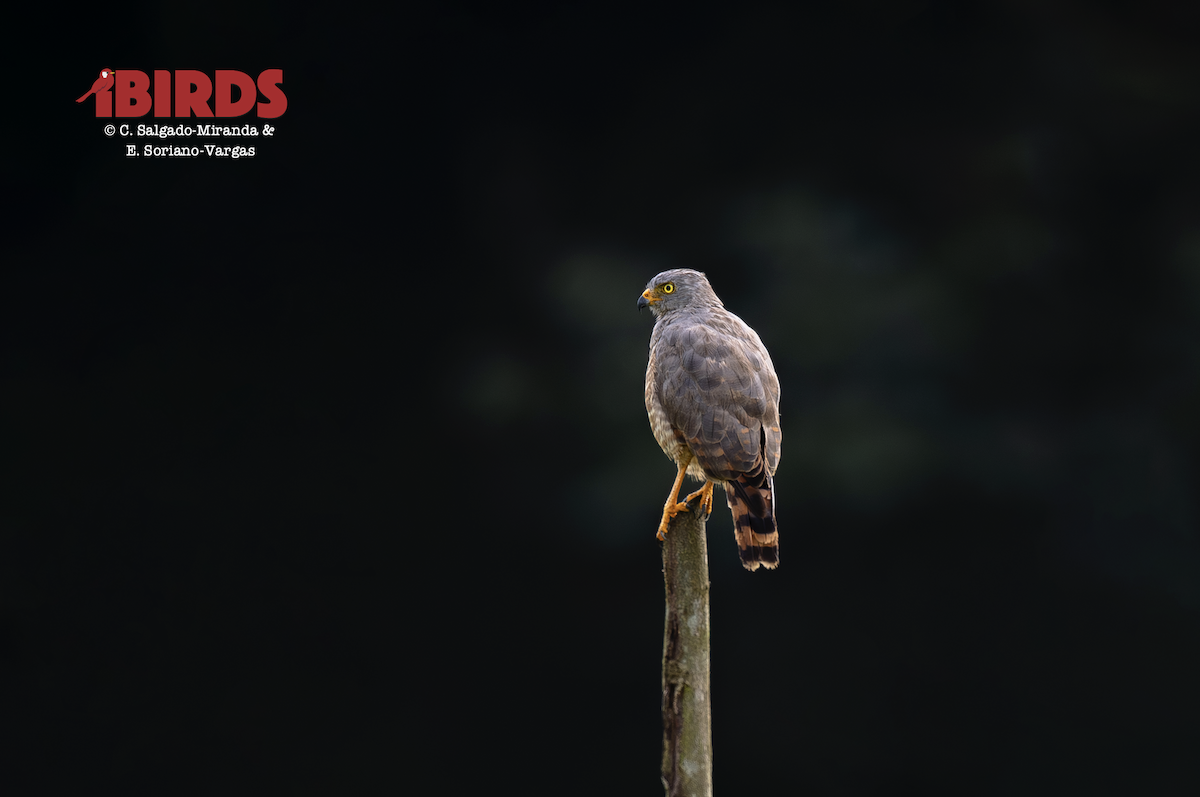 Roadside Hawk - ML646434463