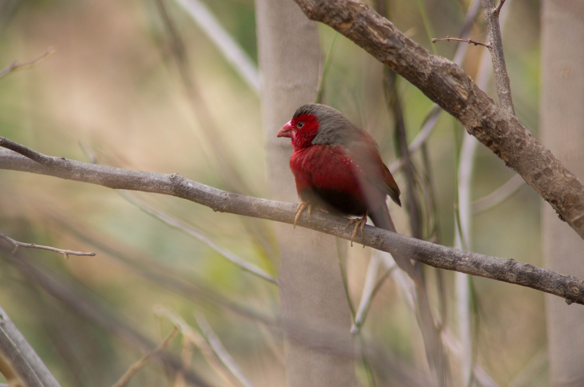 Crimson Finch - ML646434464