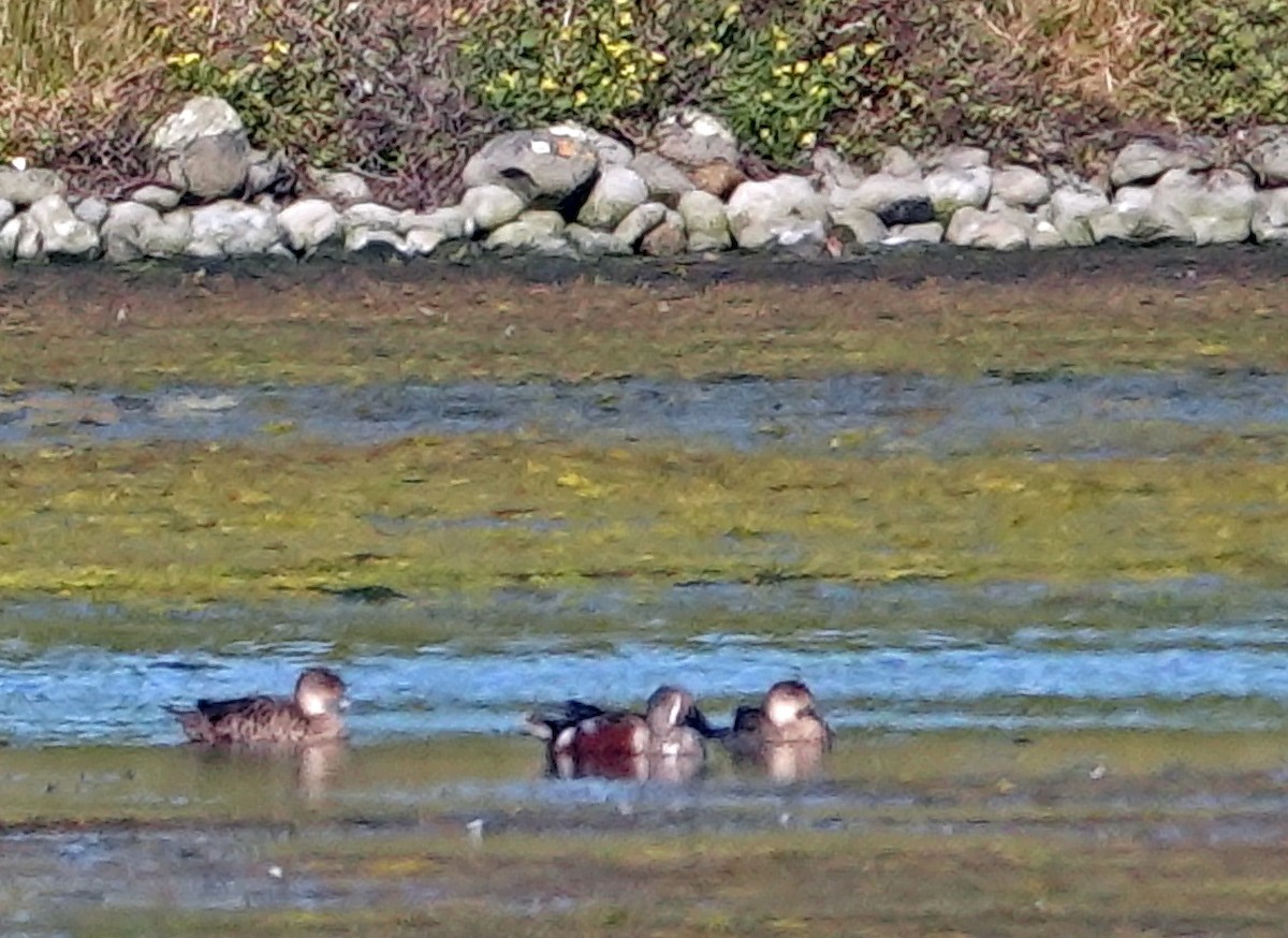 Australasian Shoveler - ML646434465