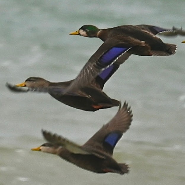 Mallard x American Black Duck (hybrid) - ML646434466