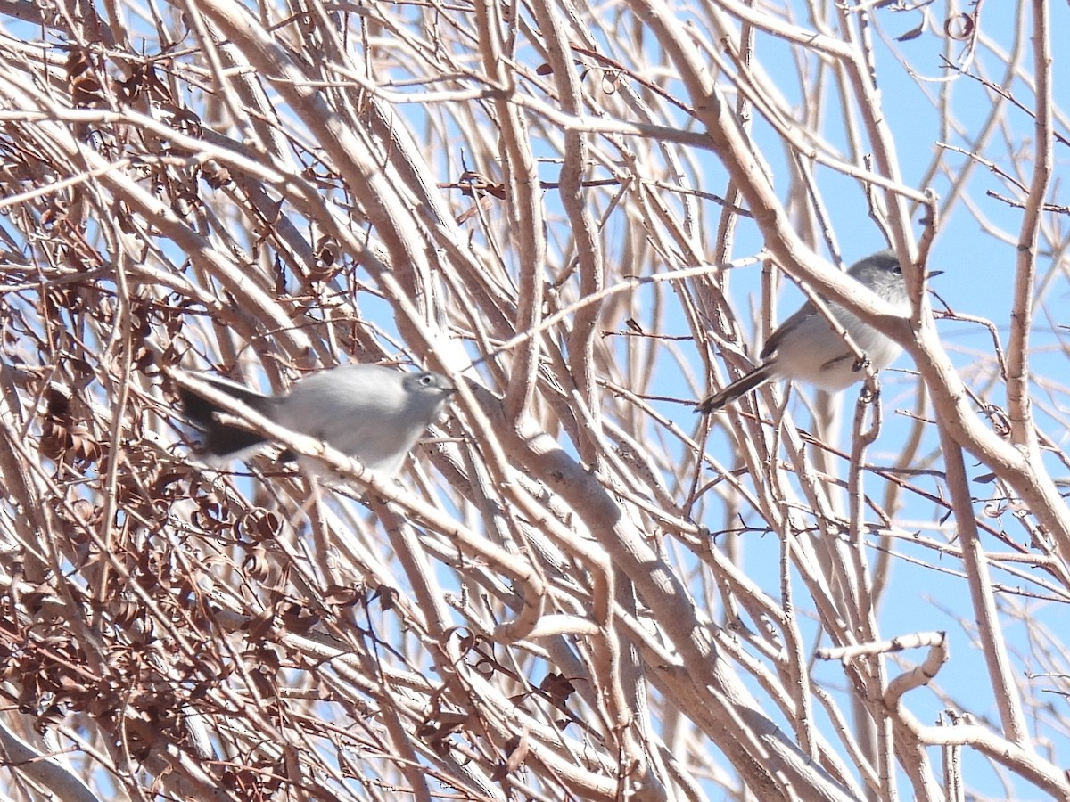 Black-tailed Gnatcatcher - ML646434468