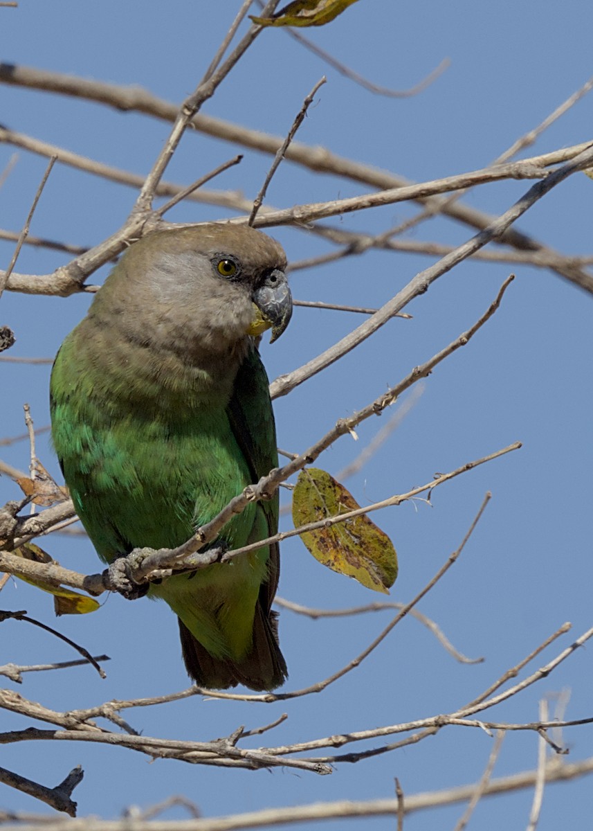 Brown-headed Parrot - ML646434469