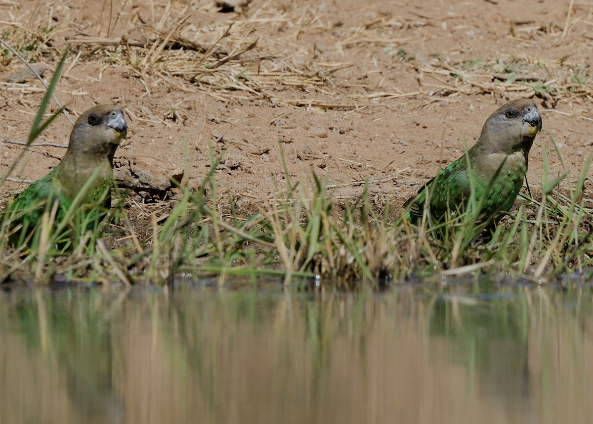 Brown-headed Parrot - ML646434470