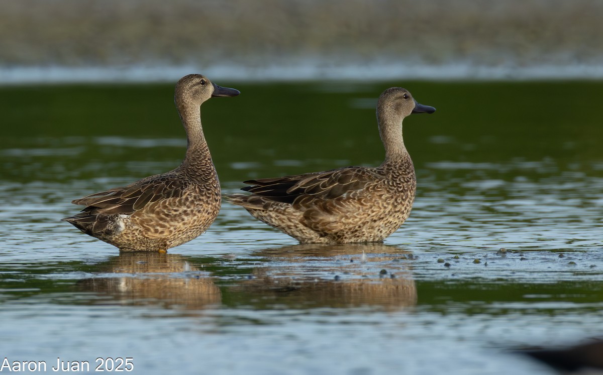 Blue-winged Teal - ML646434472