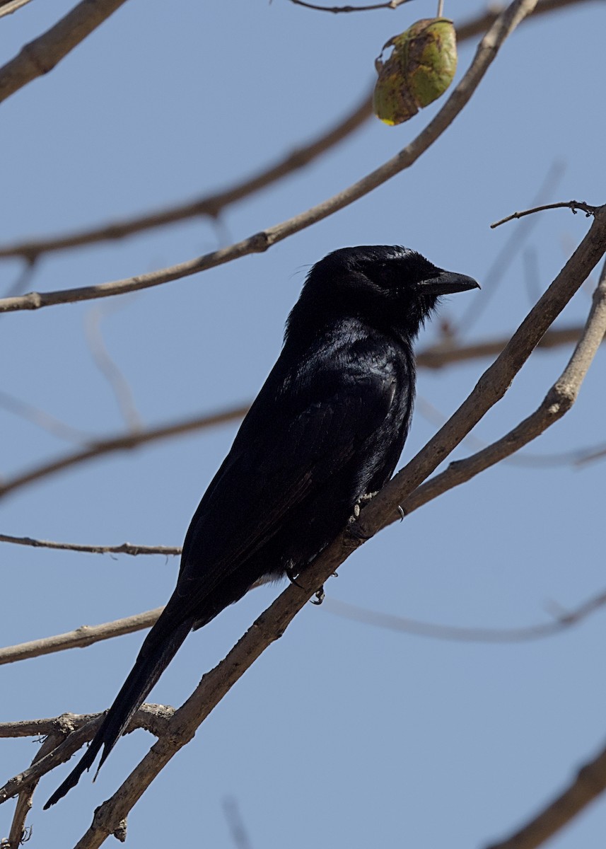 Fork-tailed Drongo - ML646434473