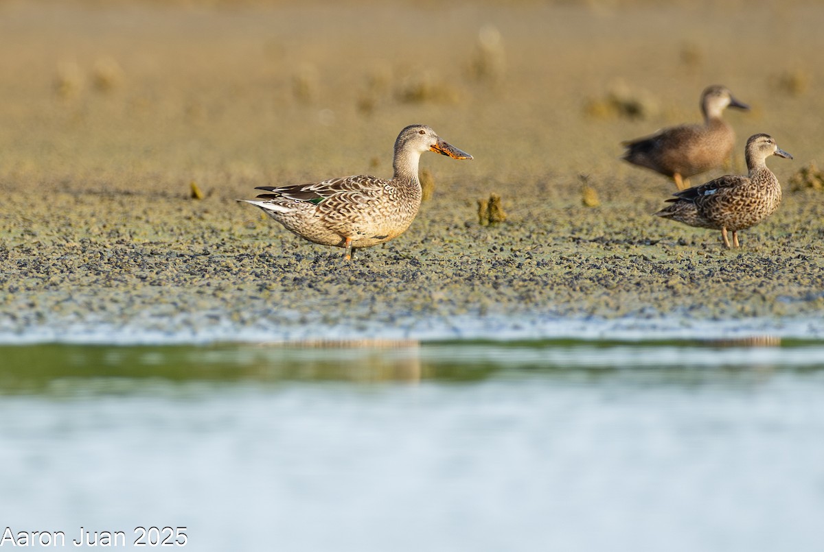 Northern Shoveler - ML646434474