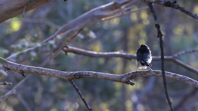 Willie-wagtail - ML646434475