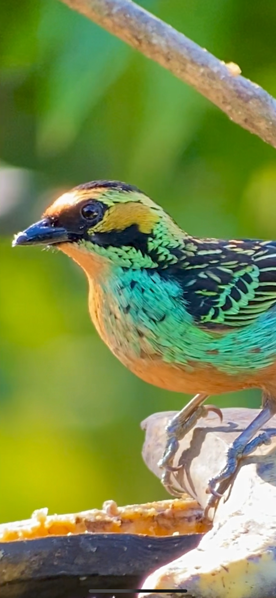 Golden-eared Tanager - ML646434477