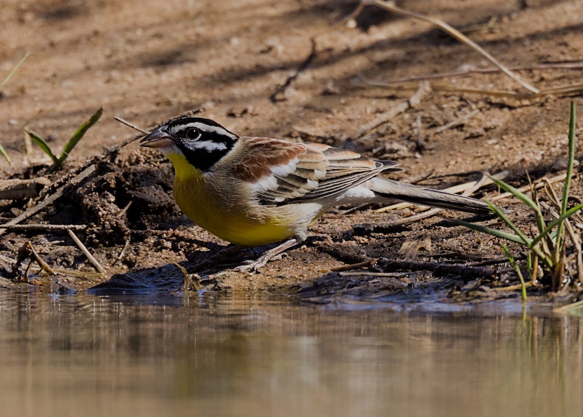 Golden-breasted Bunting - ML646434479