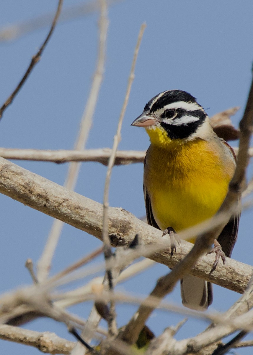 Golden-breasted Bunting - ML646434480