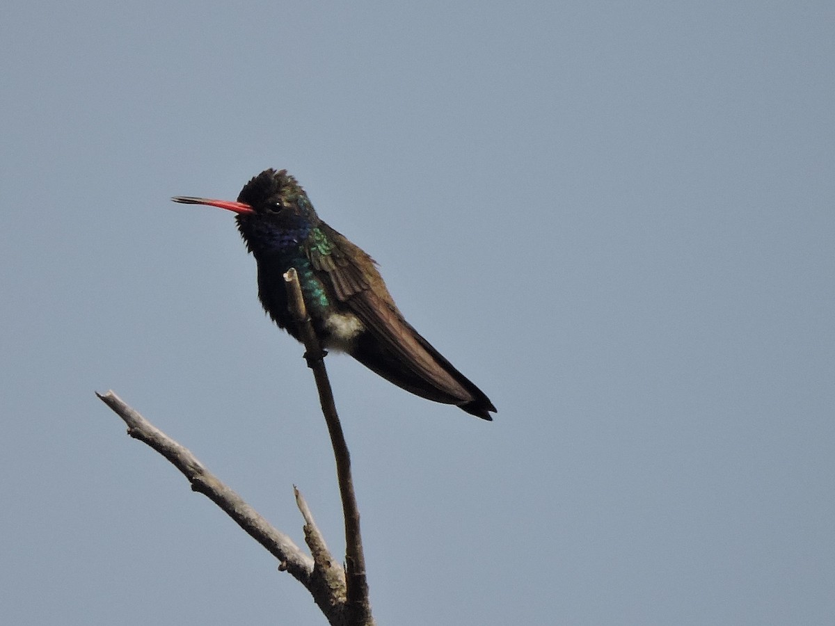 Turquoise-crowned Hummingbird - ML646434481