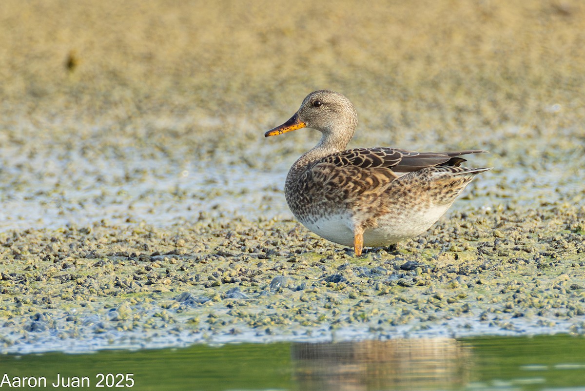 Boz Ördek - ML646434482