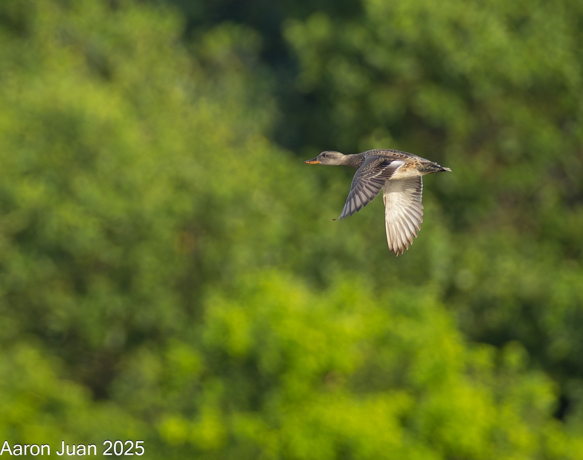 Boz Ördek - ML646434483