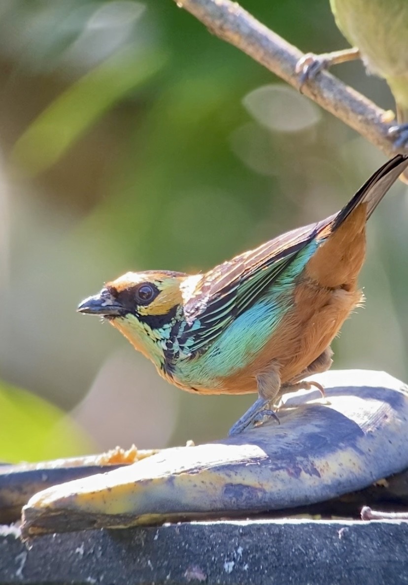 Golden-eared Tanager - ML646434484