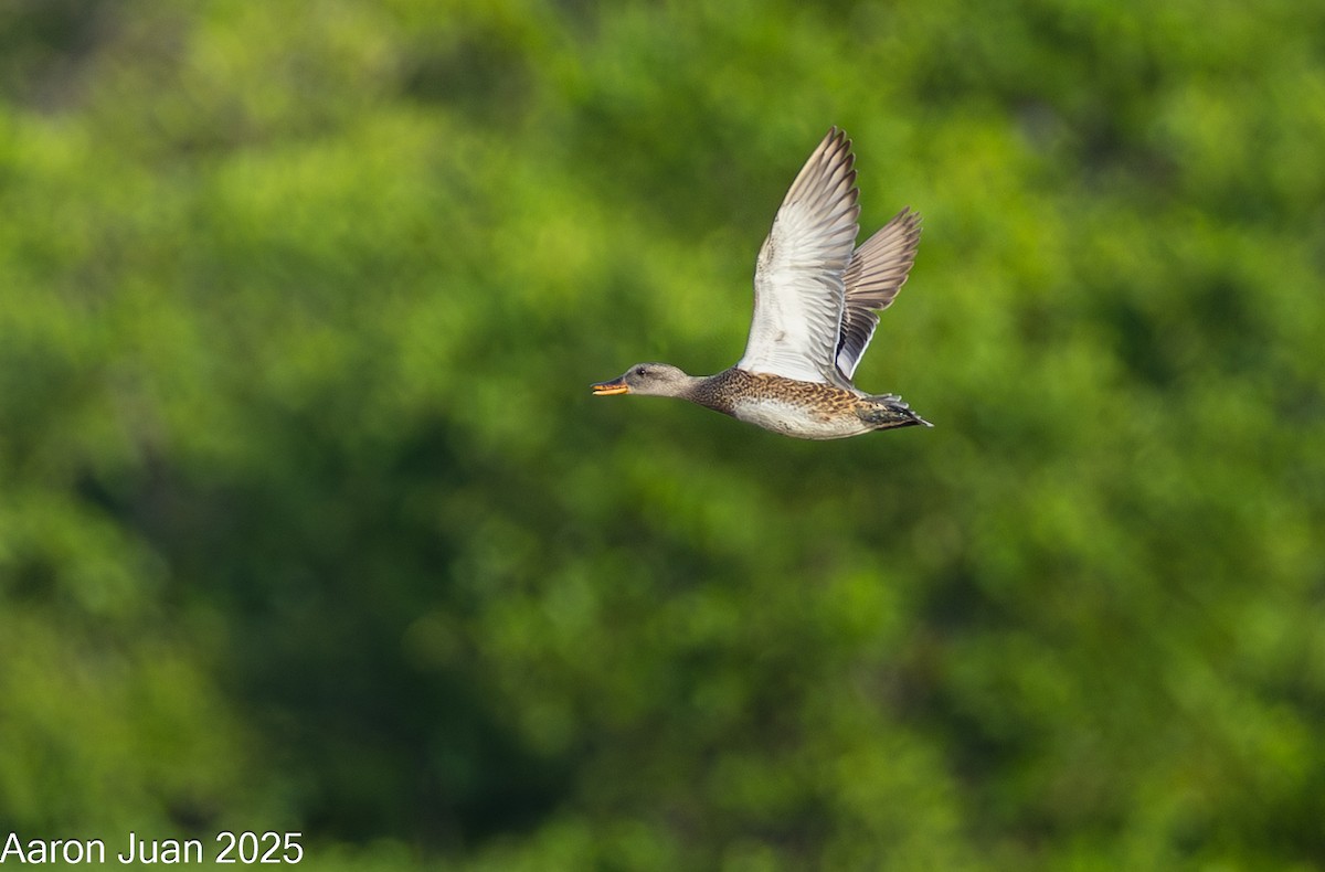 Boz Ördek - ML646434485