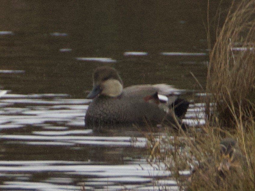 Gadwall - ML646434486