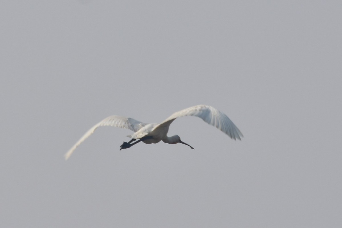 Eurasian Spoonbill - ML646434487