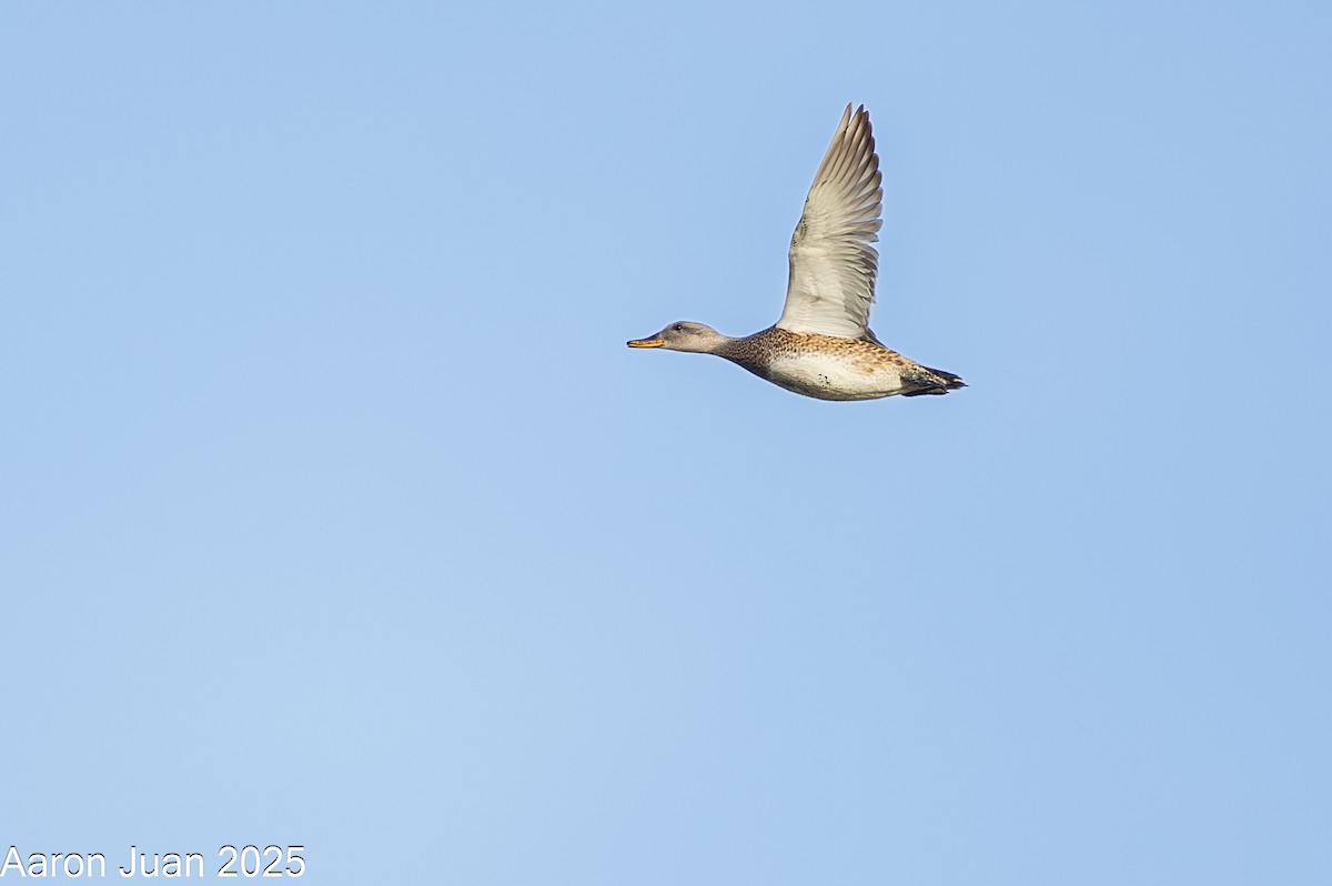 Boz Ördek - ML646434488