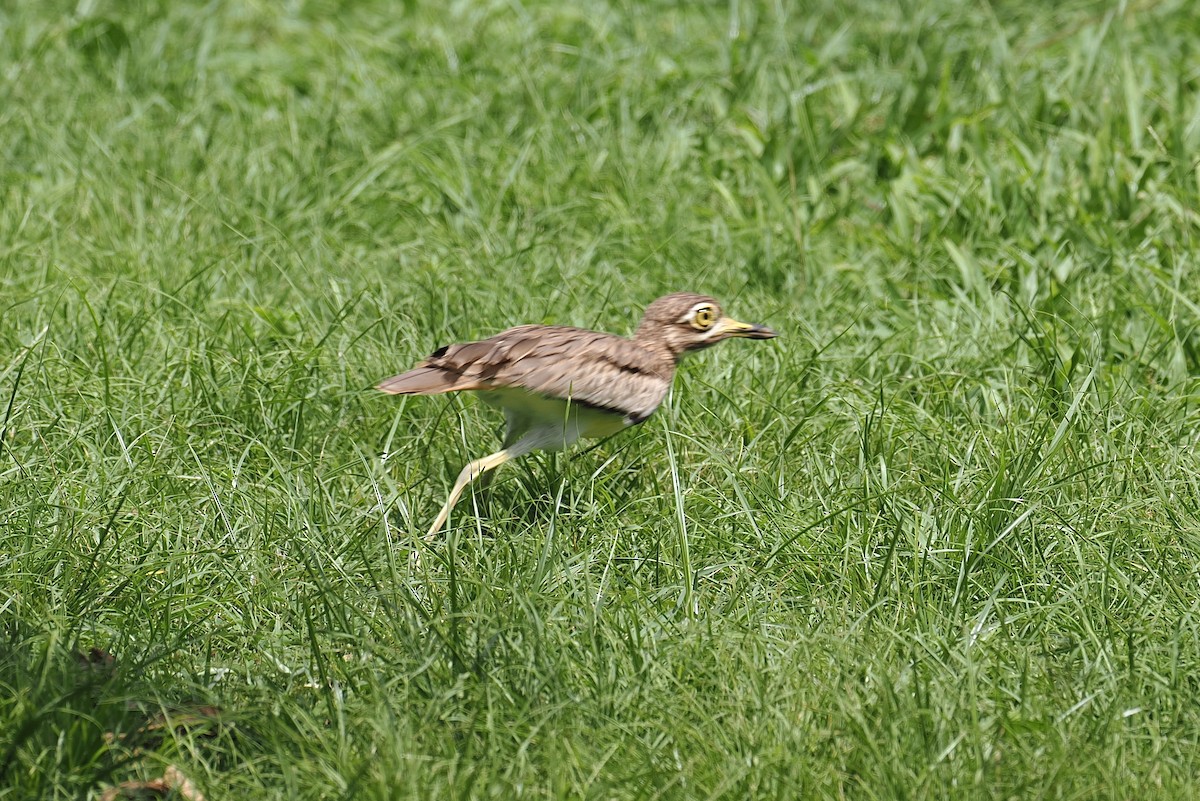 Senegal Thick-knee - ML646434489